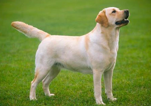 狗狗肥胖难长寿