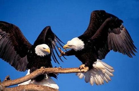 哪种动物一夫一妻制？一夫一妻制的动物盘点