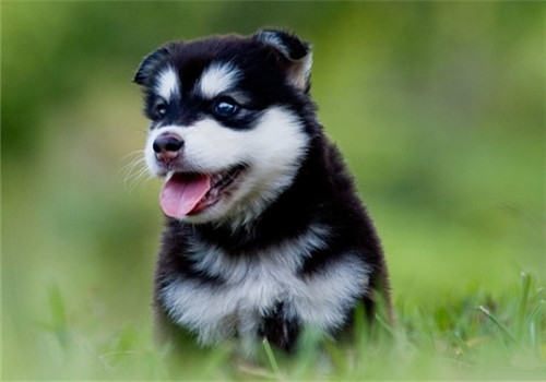 哈士奇不同季节的健康管理重点