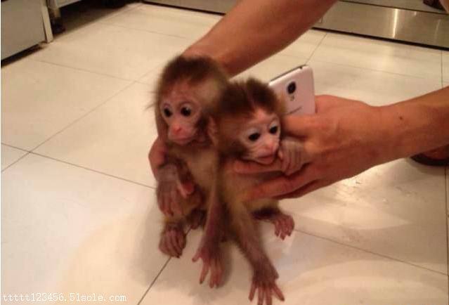 石猴多少钱一只？日本石猴介绍