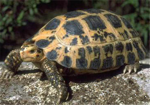 特拉凡柯陆龟的饲养要点