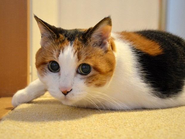 如何正确护理和照顾生病的猫