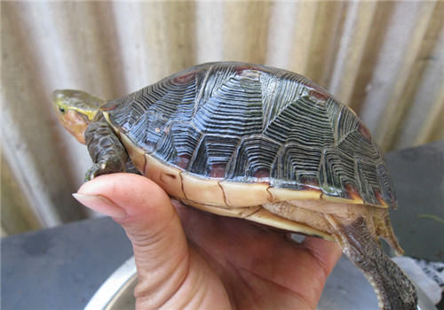 黄缘盒龟的人工饲养方法