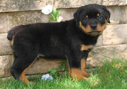 罗威纳犬多少钱一只？