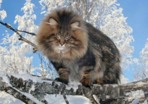 西伯利亚森林猫的养护知识