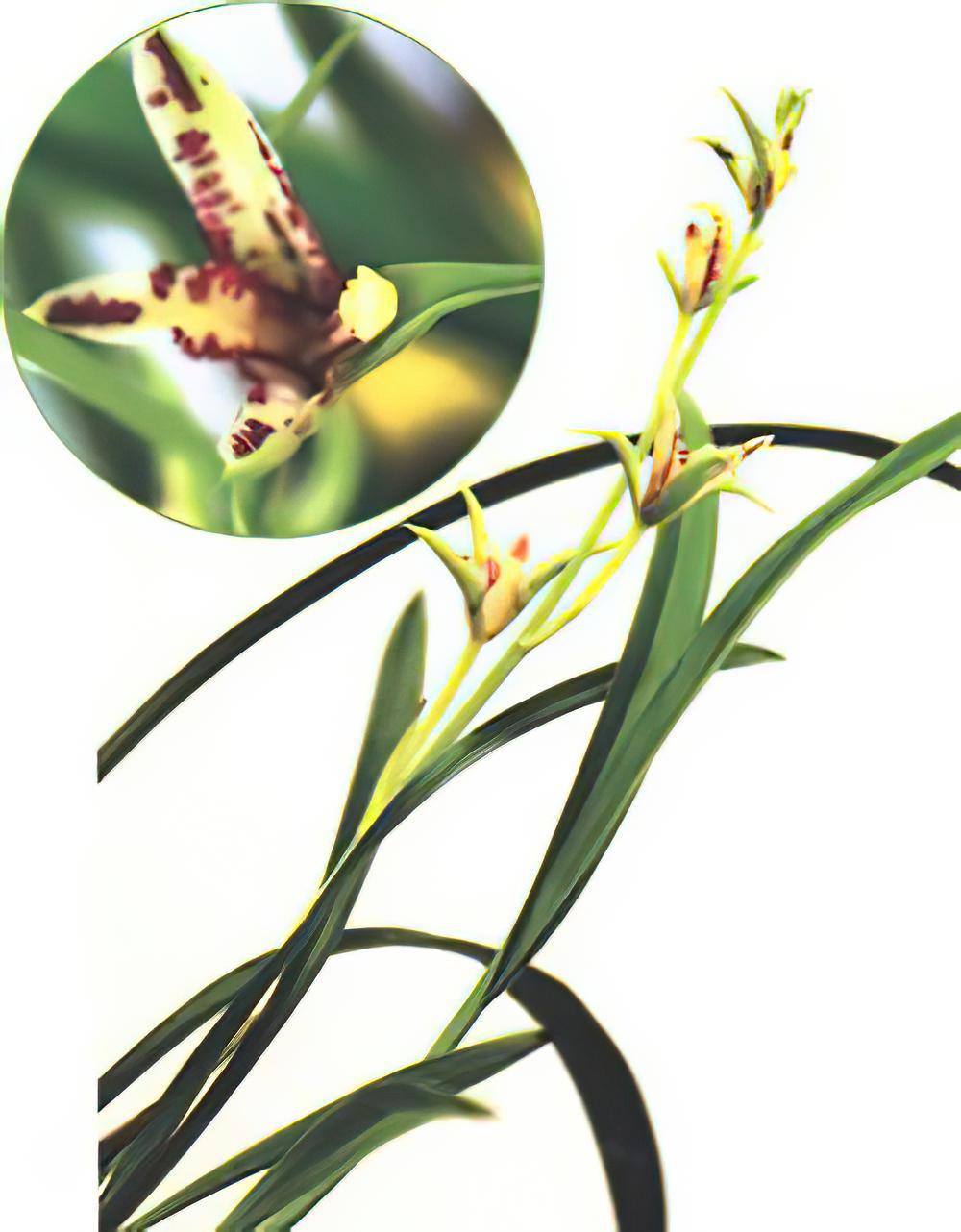 东方奇花