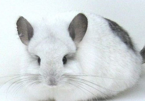 龙猫饲养过程中也会缺钙 龙猫饲养过程中也会缺钙