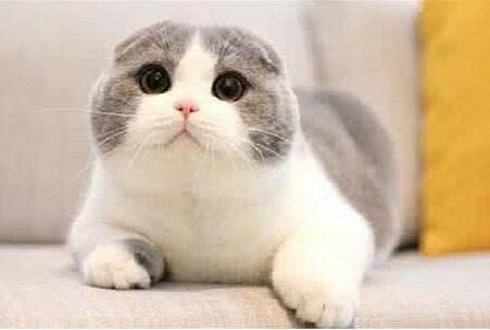 苏格兰折耳猫多少钱一只 苏格兰折耳猫价格盘点