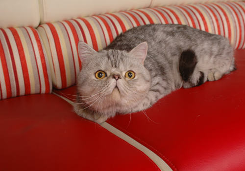 如何预防猫咪过敏