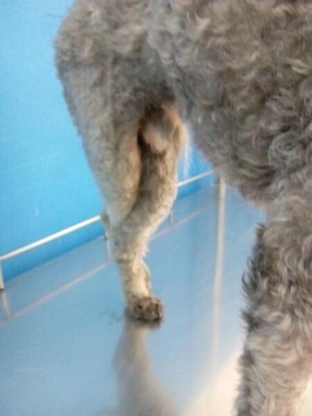 狗狗内侧髌骨脱位的症状及治疗