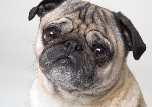 如何帮狗狗滴眼药水