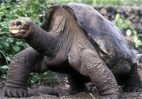 加拉帕戈斯象龟的保护之路
