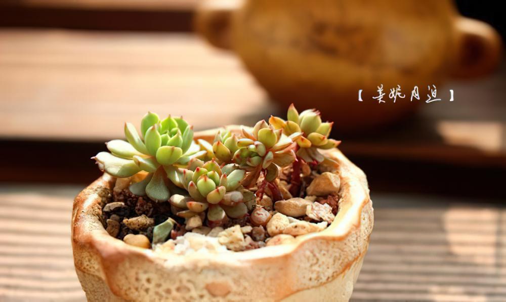 年底了盘点一下手上的肉肉吧，建议WiFi下进入，土豪随意