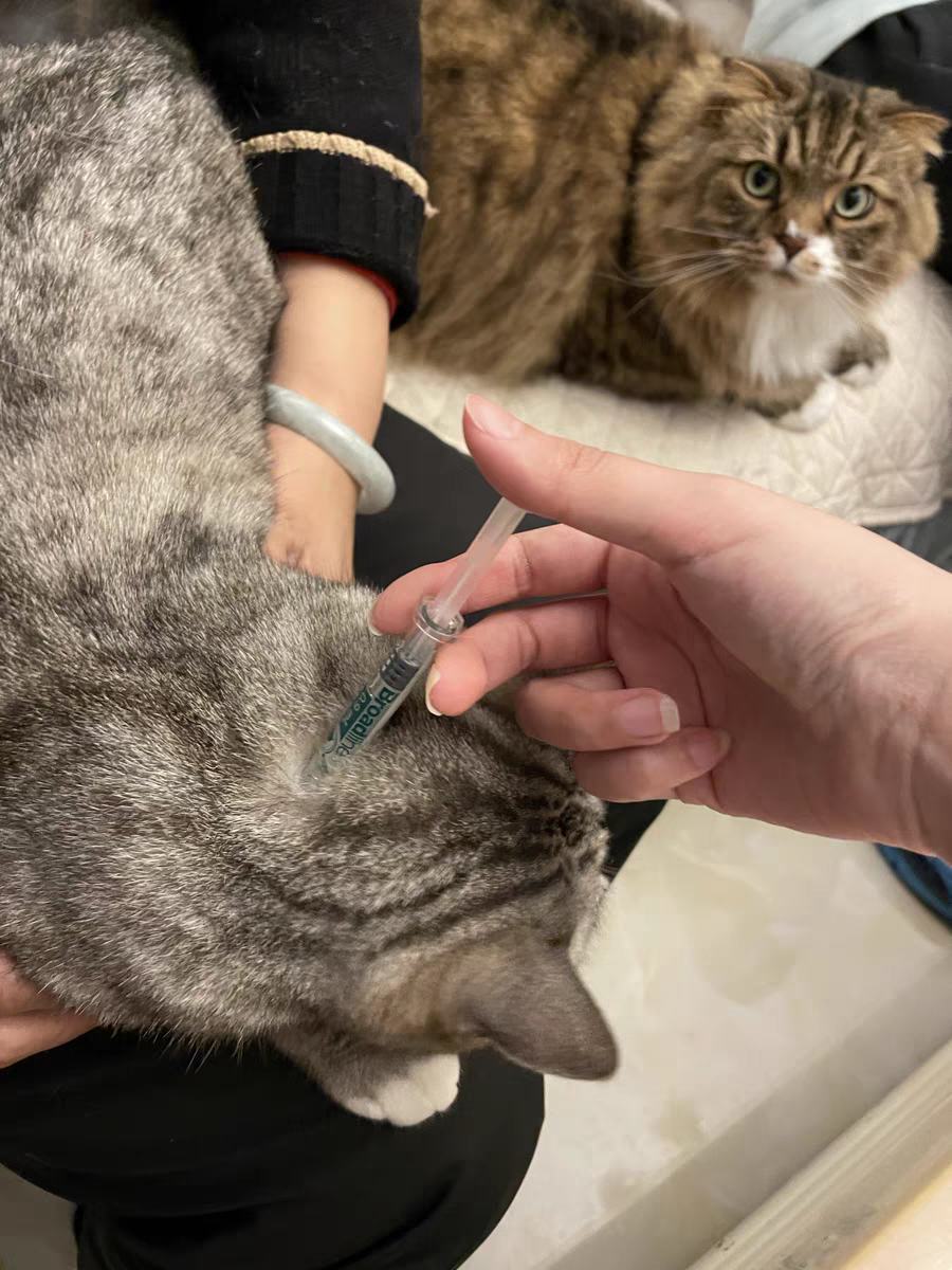 新手给猫怎么驱虫?资深铲屎官吐血整理! 新手给猫怎么驱虫?资深铲屎官吐血整理!