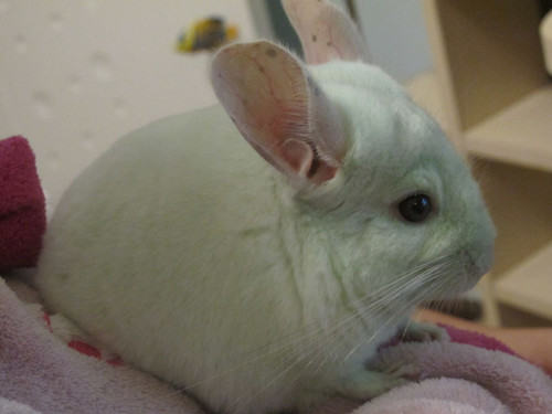 不能给龙猫喂养什么食物