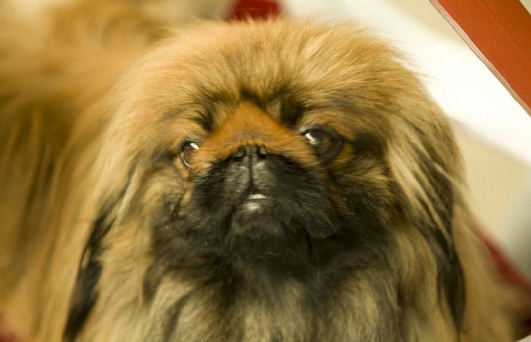 北京犬的犬种标准