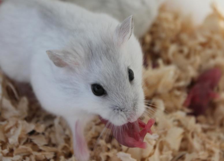 仓鼠鼻子上毛毛的问题