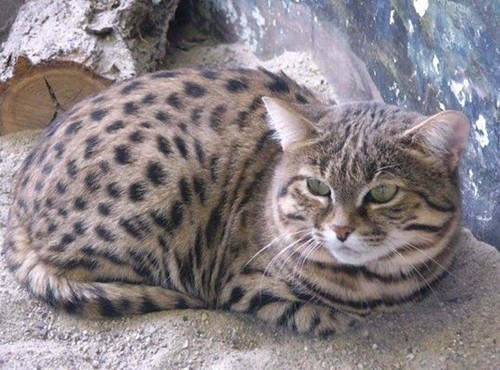 怎样为猫咪驱除臭味