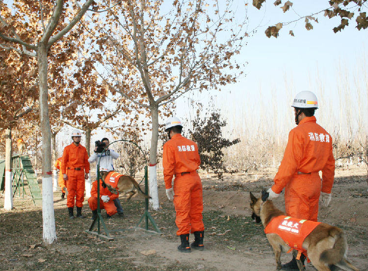 关于搜救犬的介绍