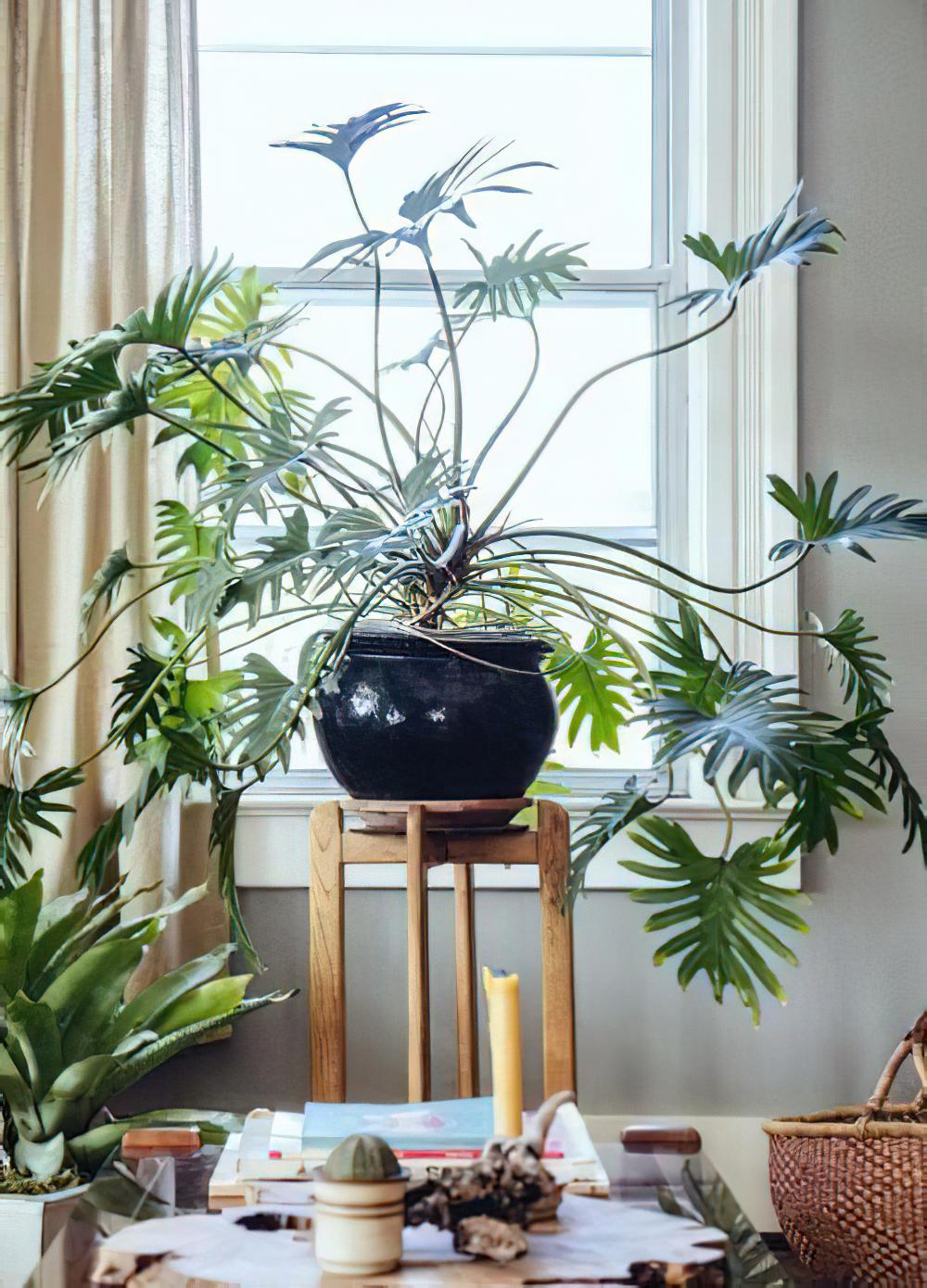 老外生活跟我们就是不一样，连家中养的植物都大相径庭