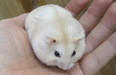 仓鼠性格怎么样？仓鼠性格解析