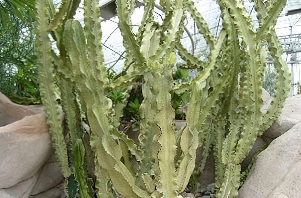 多肉植物习性及栽培要领（一）