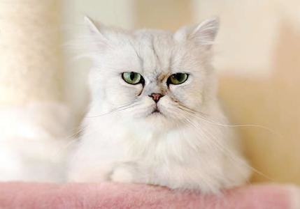 金吉拉猫多少钱一只？金吉拉猫价格盘点
