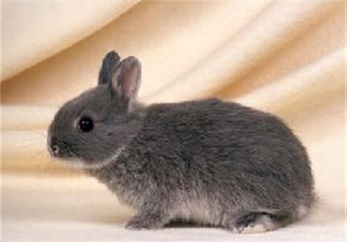 如何有效防止兔兔脚皮炎