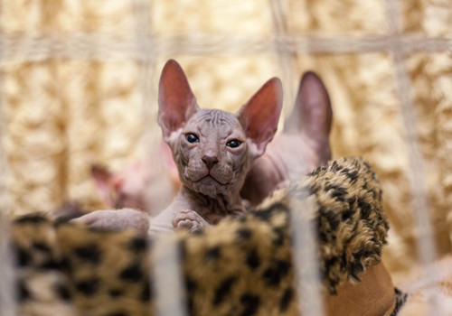 你知道清理洗猫咪眼睛要用温水吗
