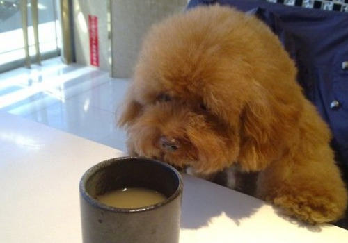 哪些食物需要谨慎给狗狗喂食