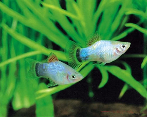 饲养月光鱼的水族箱布置