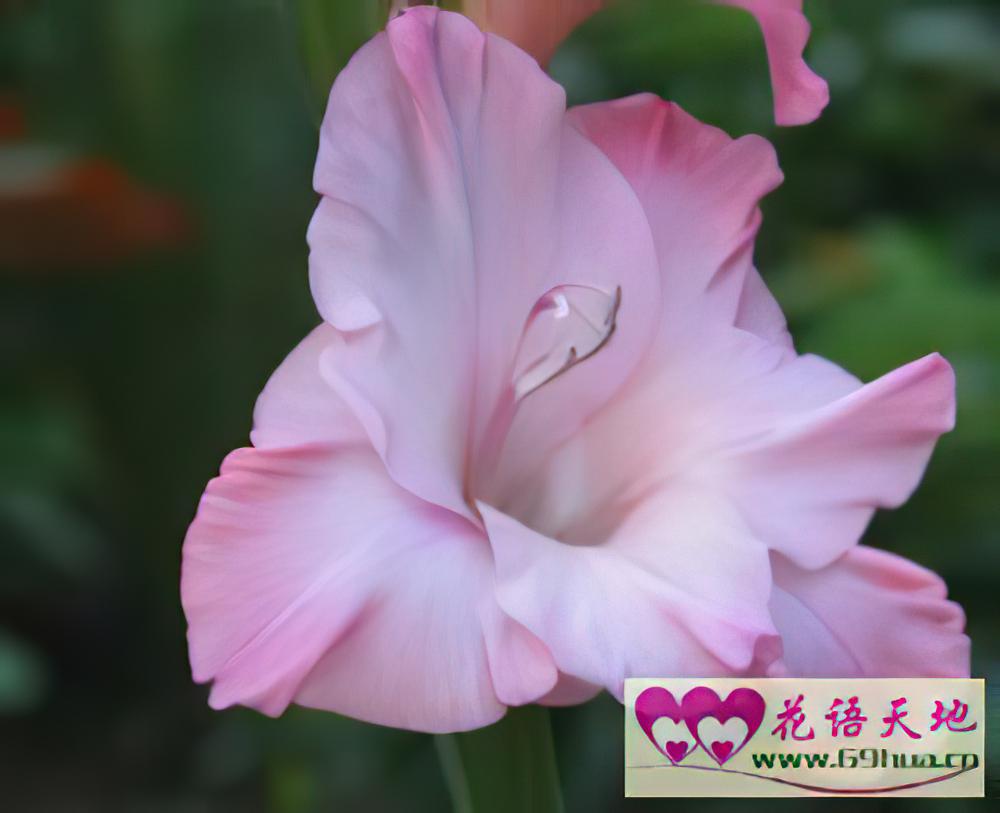 唐菖蒲的花语：用心