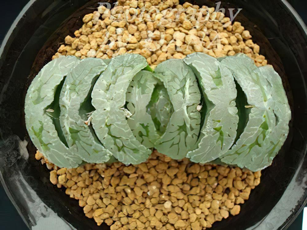 玉扇的繁殖方法