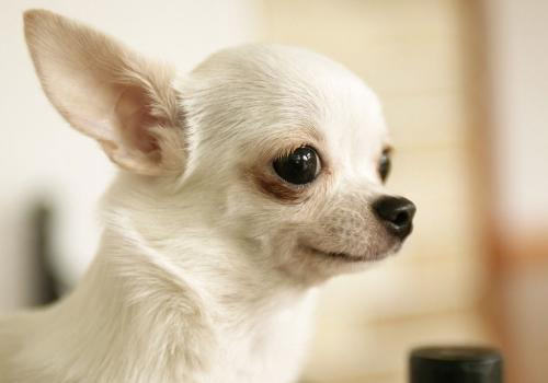 犬急性胃炎的病因及症状 犬急性胃炎的病因及症状