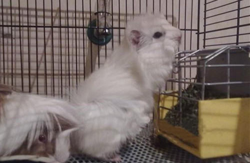 白色黑眼天竺鼠的饲养要点