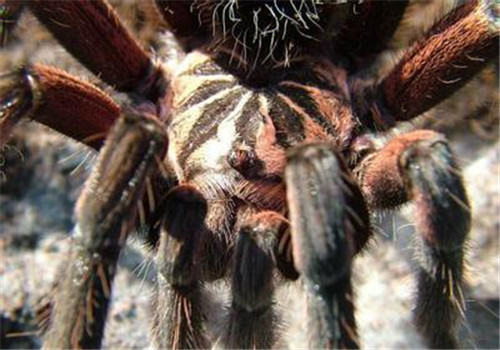 哥伦比亚镭射的品种简介 哥伦比亚镭射的品种简介