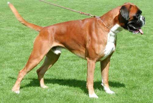 拳师犬的性格怎么样？拳师犬打架厉害吗？