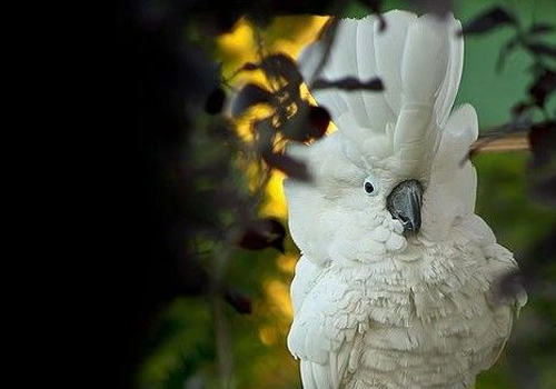 雨伞凤头鹦鹉的生活环境如何 雨伞凤头鹦鹉的生活环境如何