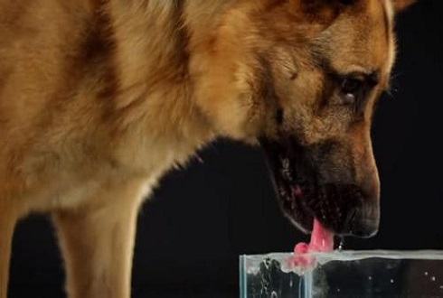 狗狗不喝水 狗狗不喜欢喝水怎么办