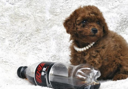 狗狗有无狂犬病可能性的判断