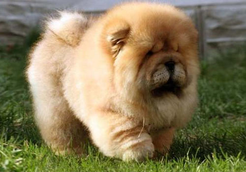 如何防止狗狗耍心机 如何防止狗狗耍心机