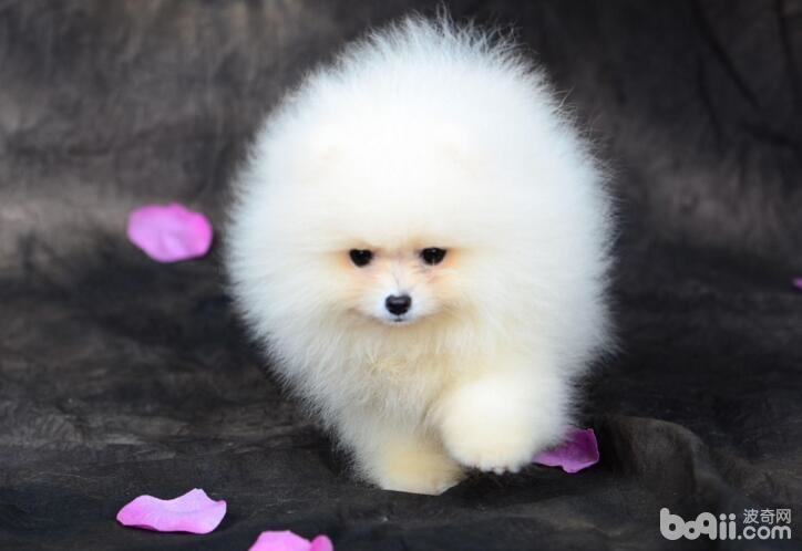 性格最温顺的狗狗都有哪些 性格最温顺的狗狗都有哪些