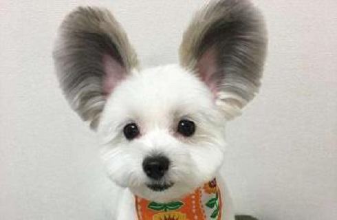 蝴蝶犬串串智商高吗？蝴蝶犬串串怎么训练？
