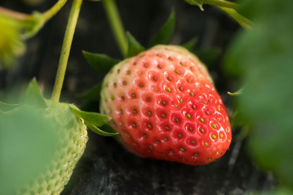 这花放卫生纸上，撒点水就活，挪土里能长一片！