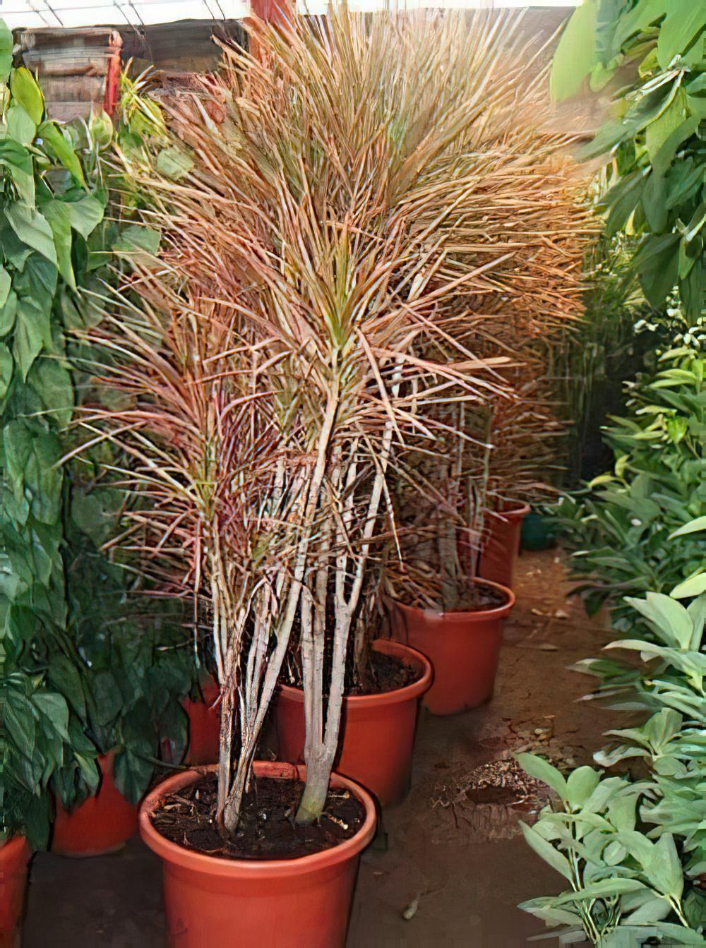 用植物净化室内环境污染