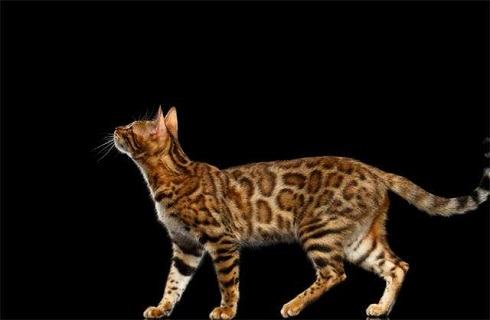 孟加拉豹猫的秘密你知道几个？