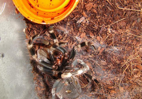 蜘蛛蜕皮有哪些征兆