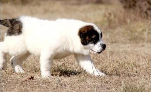 中亚牧羊犬怎么养？中亚牧羊犬饲养