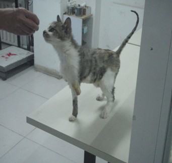 详解猫咪口腔的护理知识