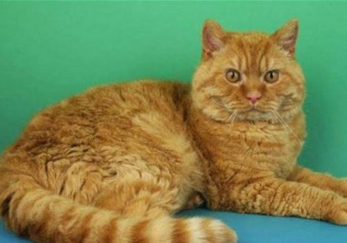猫狂犬病数量上升的原因是什么
